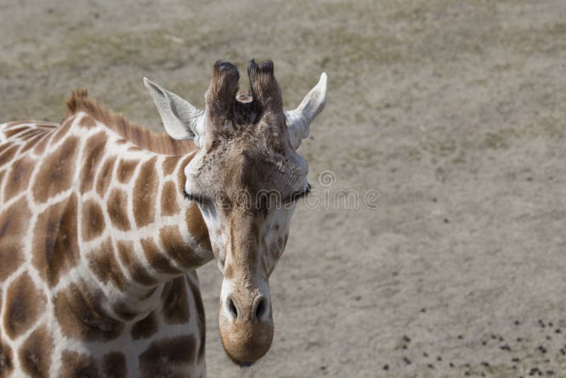 Giraffe (Giraffa camelopardalis) stockbild Giraffe (Giraffa camelopardalis) stockbild