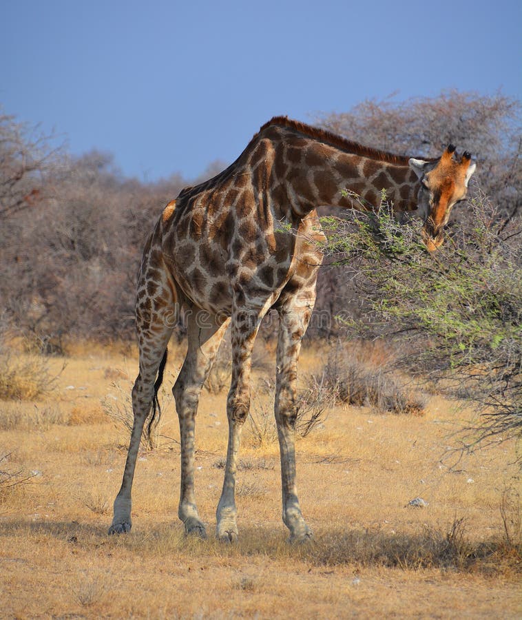 fattest giraffe in the world