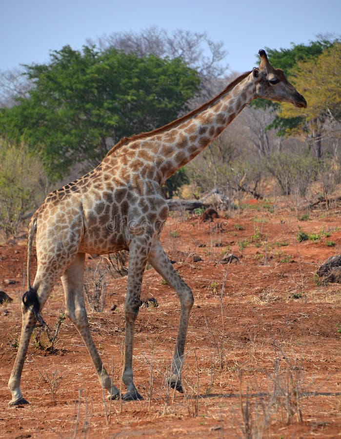 fattest giraffe in the world