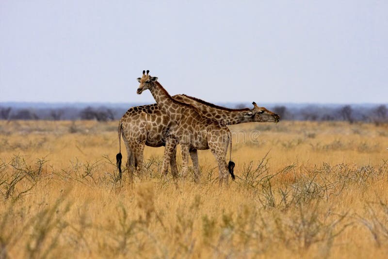 Giraffe, Giraffa camelopardalis, in Nationalpark Etosha, Namibia lizenzfreie stockbilder Giraffe, Giraffa camelopardalis, in Nationalpark Etosha, Namibia lizenzfreie stockbilder