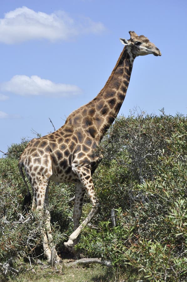 The Giraffe -tallest Animal Stock Photo - Image of zebra, animal: 131401046 The Giraffe -tallest Animal Stock Photo - Image of zebra, animal: 131401046