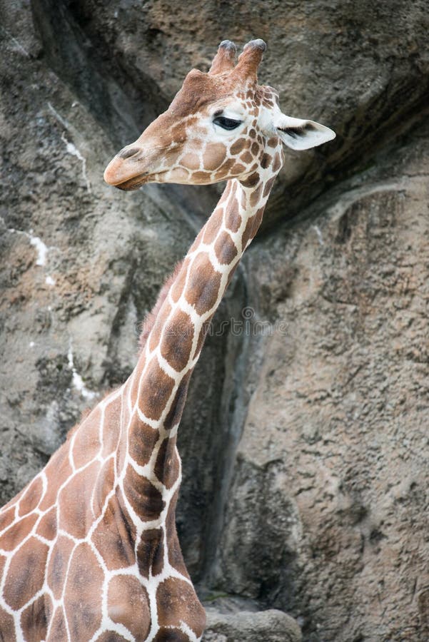 Giraffe Giraffa at Philadelphia Zoo Stock Image - Image of beautiful