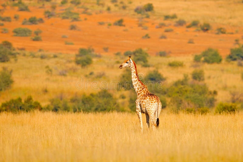 Giraffe, Green Vegetation with Animal. Wildlife Scene from Nature,  Okavango, Botswana, Africa Stock Image - Image of landscape, natural:  153719973