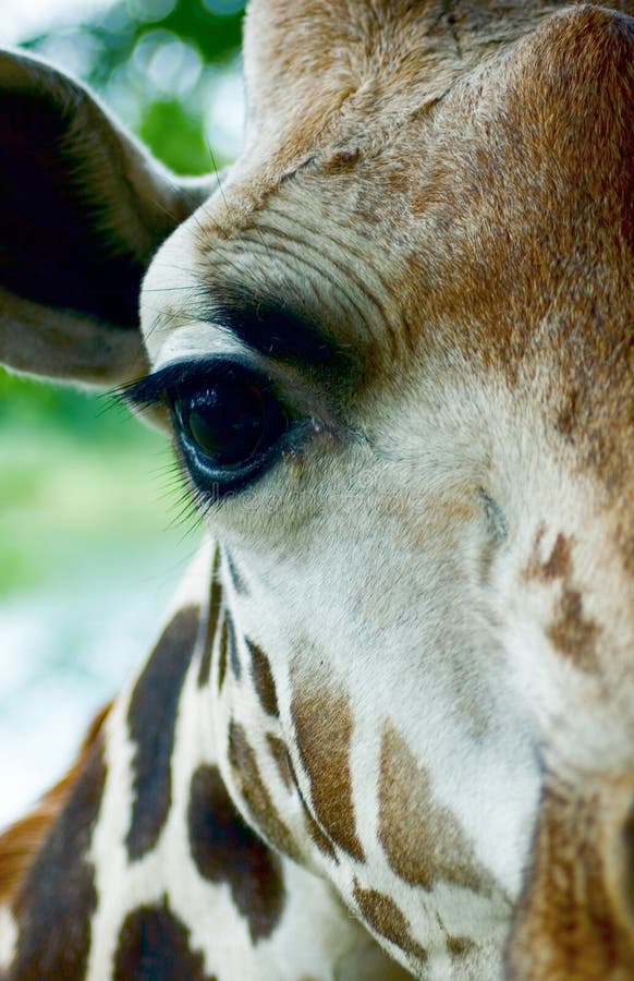 Giraffe head close-up stock image. Image of white, headshot - 2128681