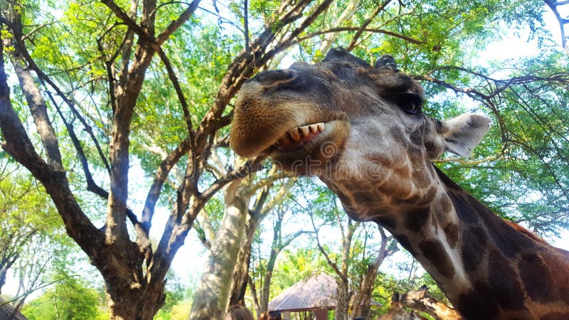 Giraffe head Close-up. Chewing giraffe shows teeth. Funny look