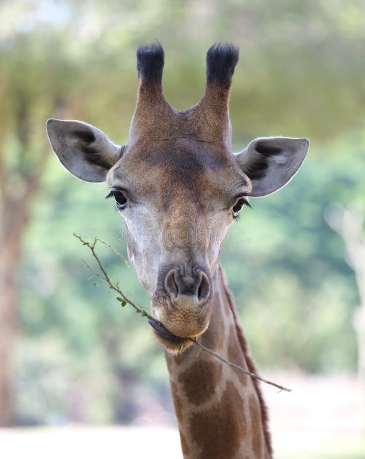 Giraffe head stock photo. Image of brown, african, camelopardalis