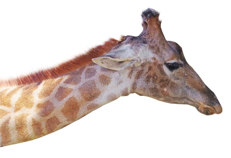 Giraffe Head Face Isolated On White Stock Photo Image of long