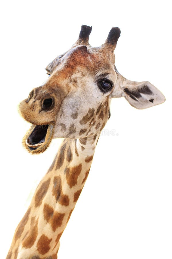 Giraffe Head Face Look Funny Stock Image - Image of mouth, background: 29822217 Giraffe Head Face Look Funny Stock Image - Image of mouth, background: 29822217