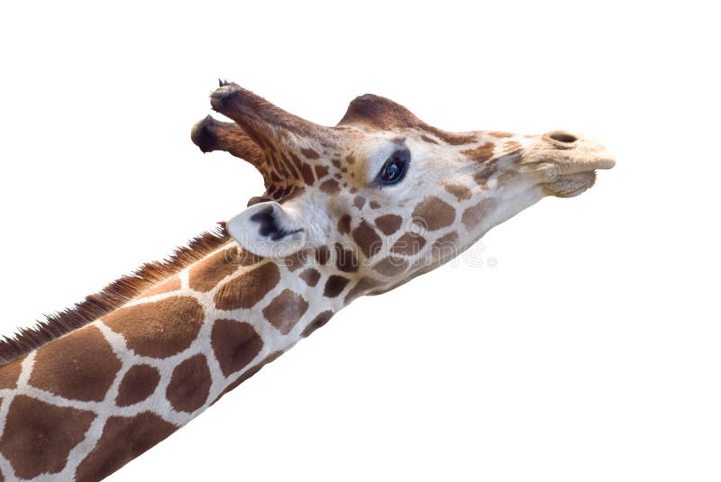 Giraffe head closeup stock image. Image of white, headshot 2128681