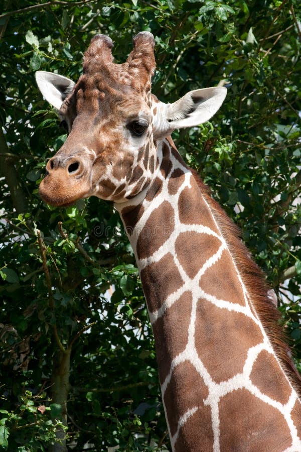 A portrait of a Giraffe head and neck