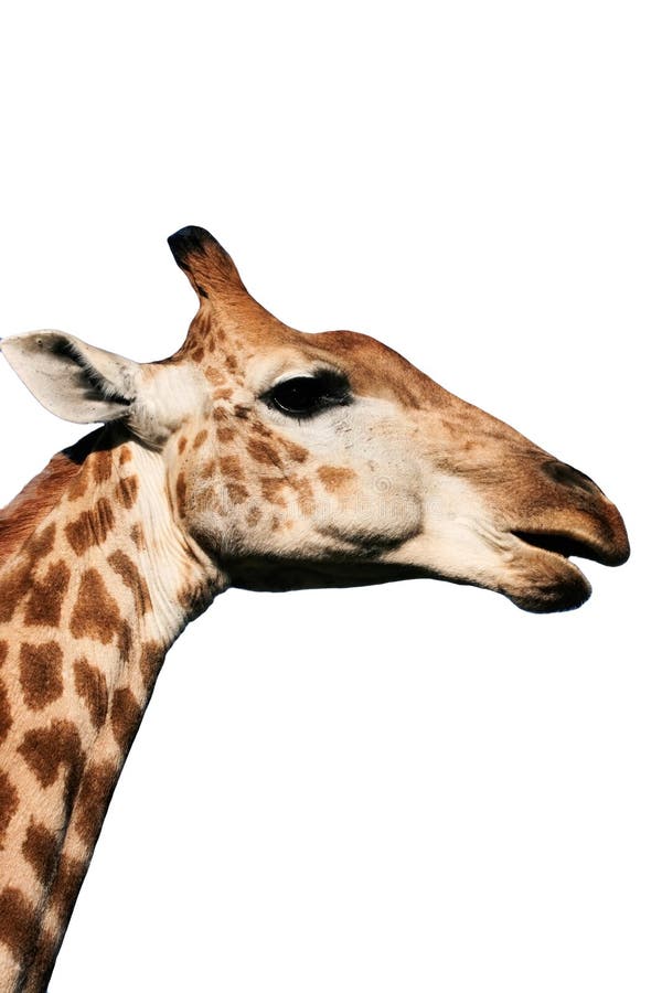 Giraffe head and neck