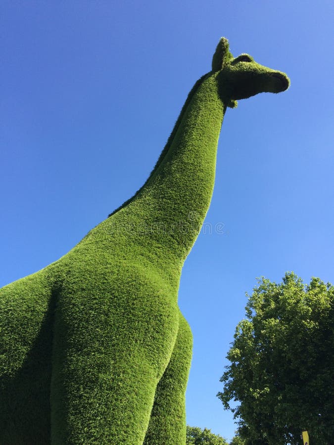 Giraffe hedge at Chelsea Flower show in London