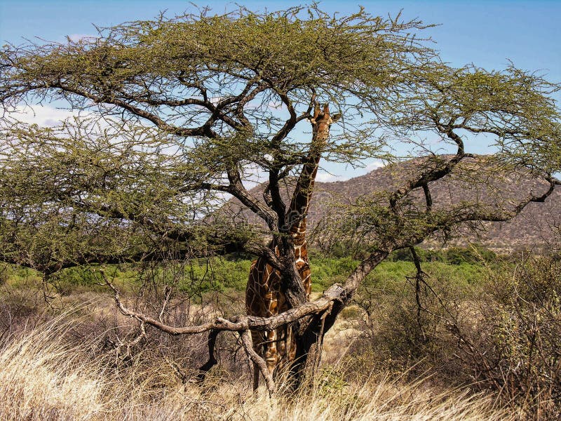 Giraffe hiding behind acacia tree