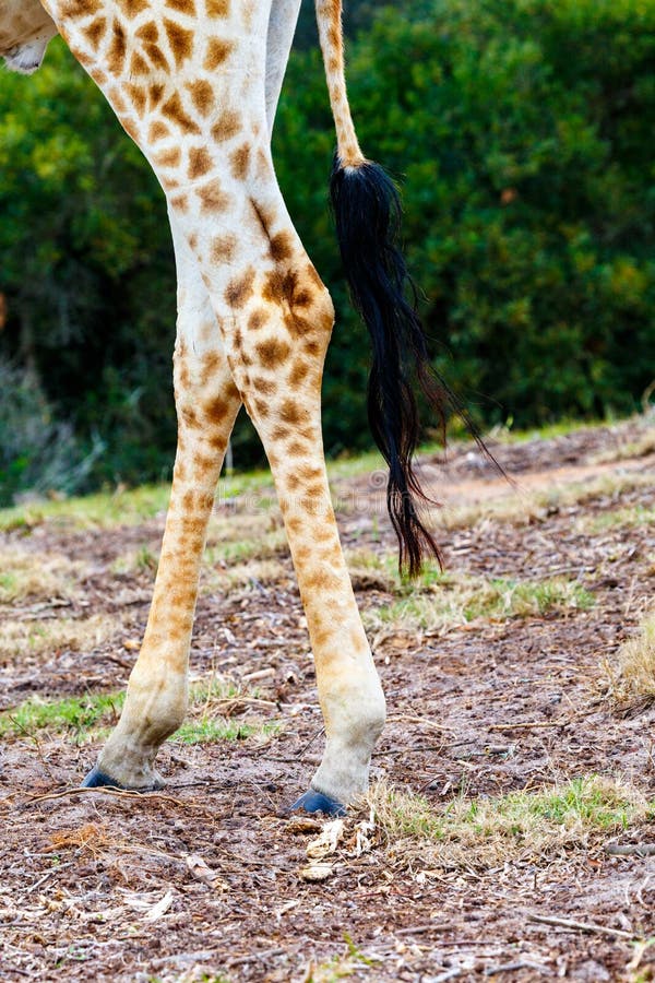 Giraffe Tail Stock Photos - Download 812 Royalty Free Photos