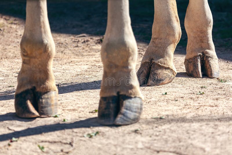 Giraffe hooves stock photo. Image of safari, ungulate - 257339536