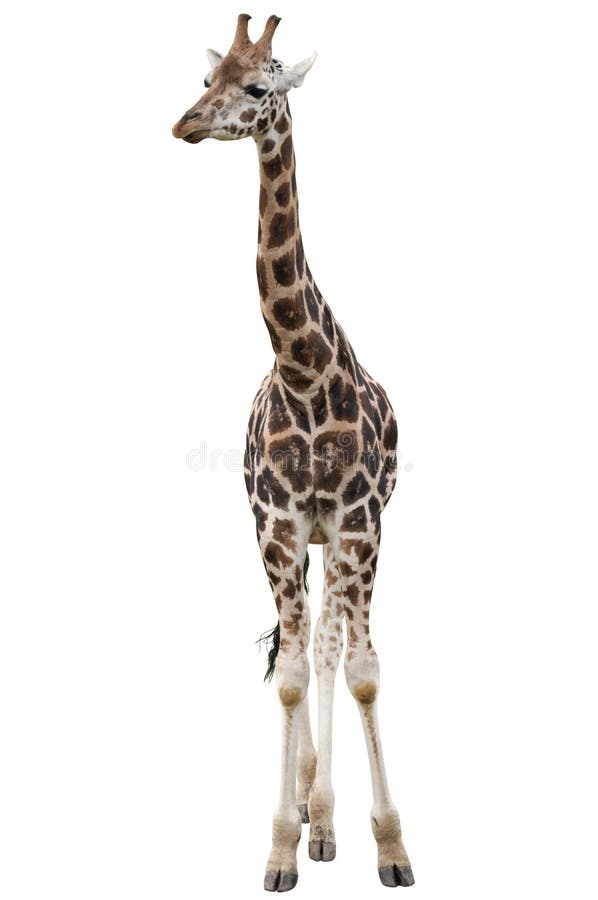 209 Wildlife Giraffe Terrestrial Animal Fauna Stock Photos - Free 