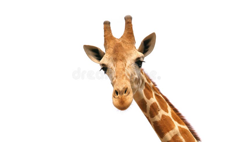 Giraffe isolated