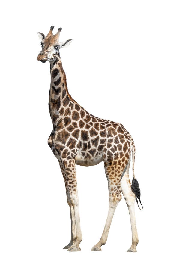 Giraffe Isolated on a White Stock Image - Image of isolated, side ...