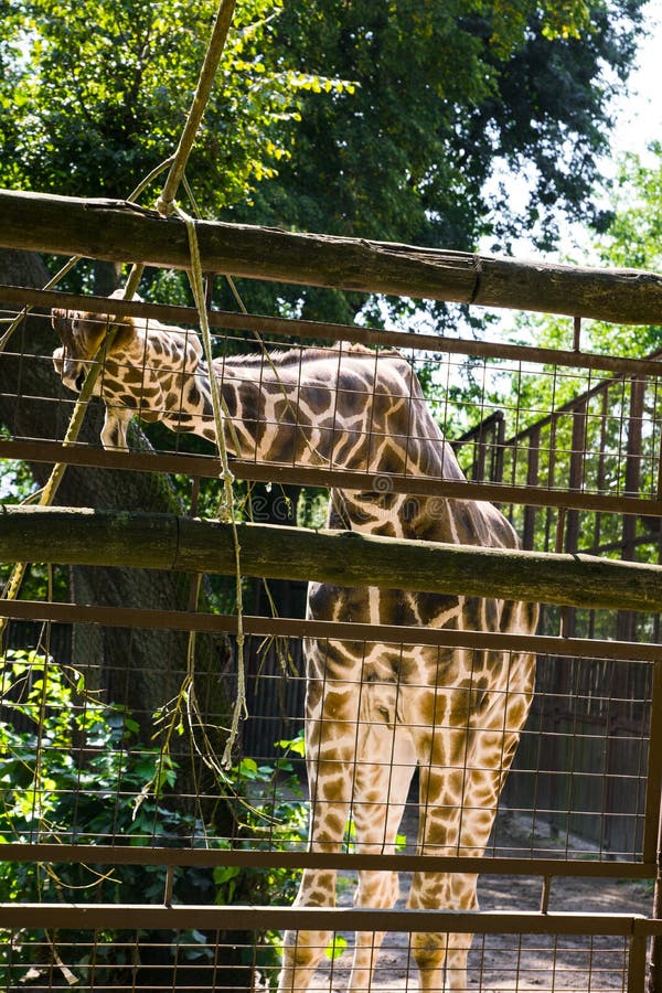Giraffe isst lizenzfreie stockfotografie Giraffe isst lizenzfreie stockfotografie