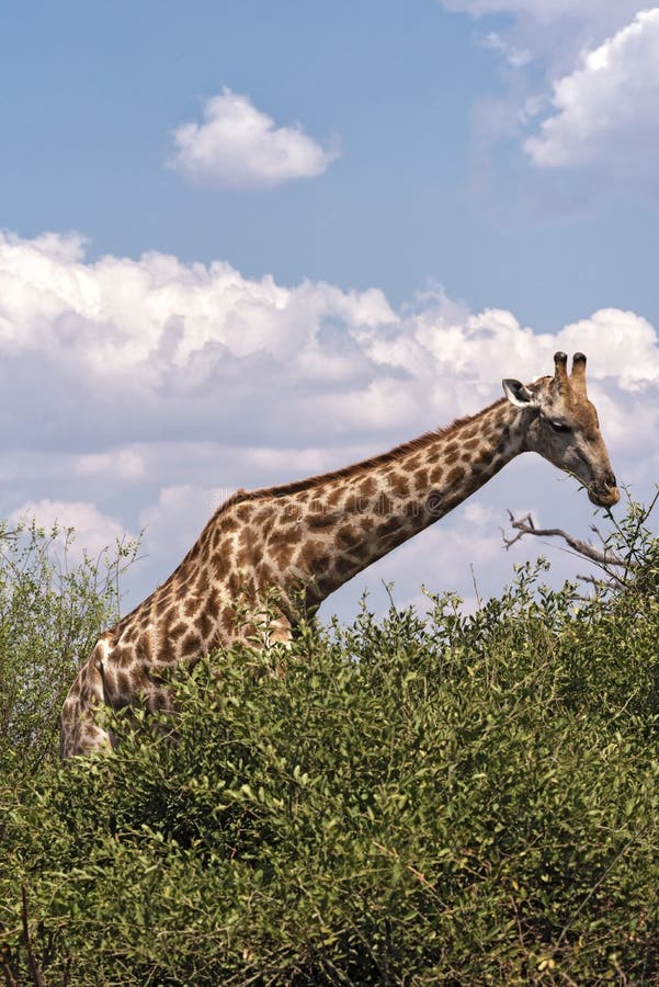 Giraffe isst die Blätter eines Nationalparks Botswana Busch Chobe lizenzfreie stockfotografie Giraffe isst die Blätter eines Nationalparks Botswana Busch Chobe lizenzfreie stockfotografie