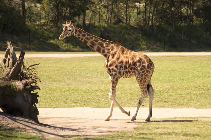 Giraffe by itself stock photo. Image of herbivores, wilderness 44871528