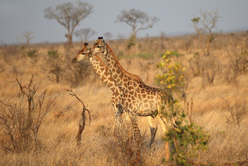 Giraffe in Kruger National Park