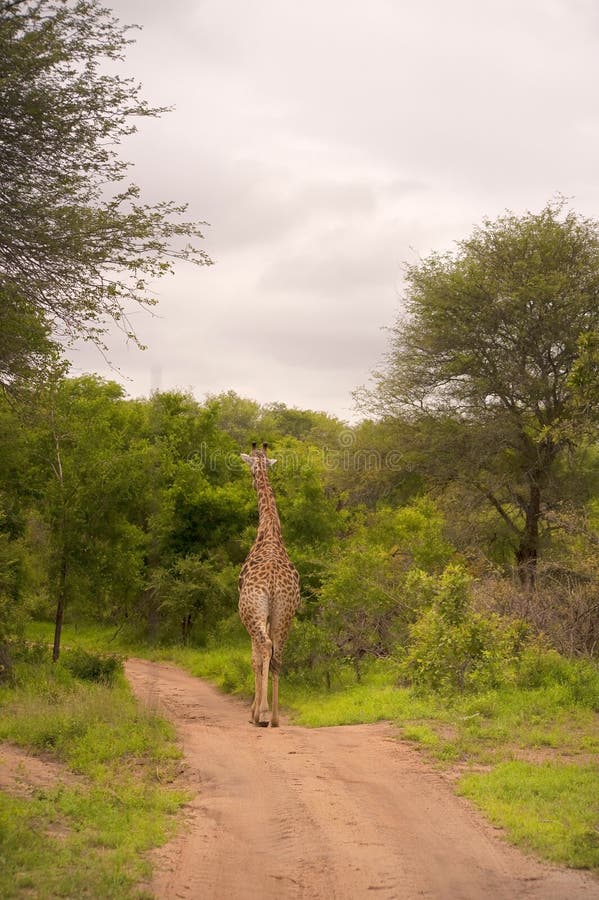 Giraffe in kruger national park