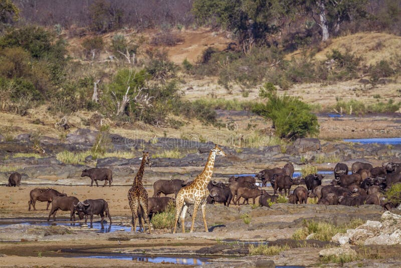 Giraffe in Kruger National park, South Africa royalty free stock images Giraffe in Kruger National park, South Africa royalty free stock images
