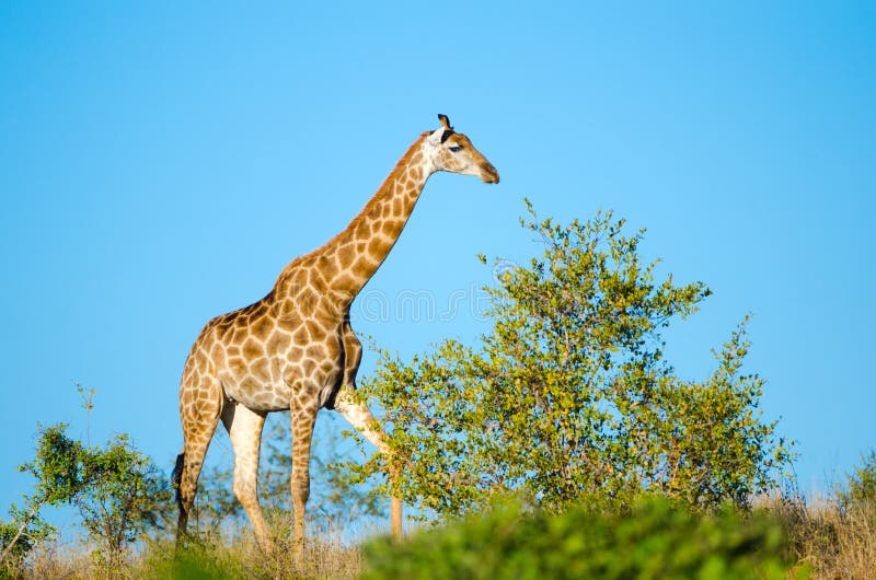 Giraffe. Kruger National Park, South Africa