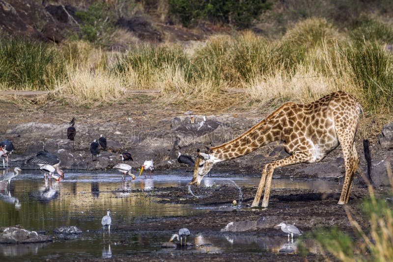 Giraffe in Kruger National park, South Africa