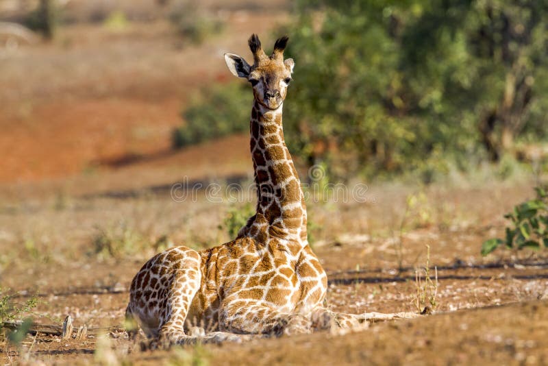 Baby Giraffe Lying Down Stock Photos - Free & Royalty-Free Stock Photos