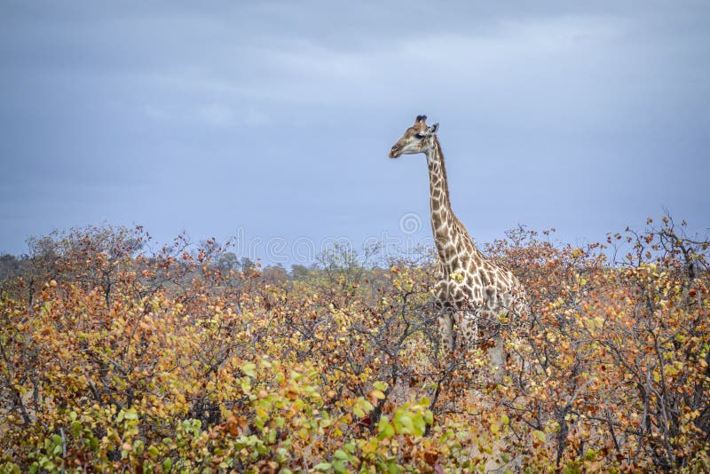Giraffe in Kruger National park, South Africa stock photos Giraffe in Kruger National park, South Africa stock photos