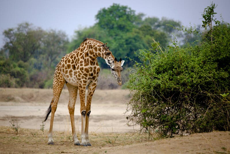 Giraffe leaning forward with oxpecker birds