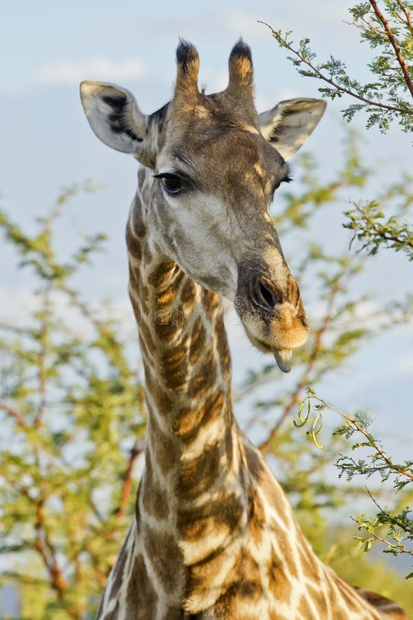 Giraffe licking leaves