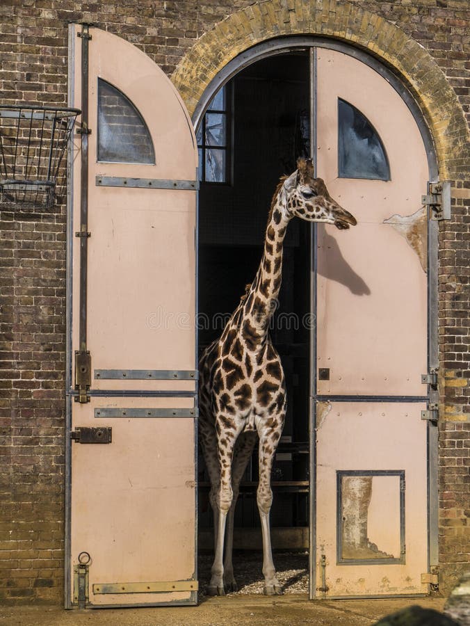 1 090 London Zoo Photos Free Royalty Free Stock Photos From Dreamstime