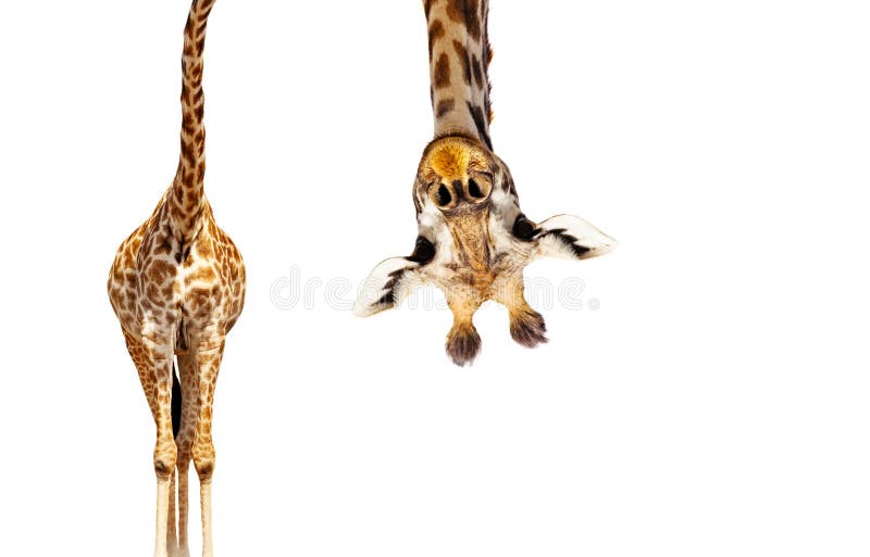 64,927 Giraffe Stock Photos - Free & Royalty-Free Stock Photos from Dreamstime 64,927 Giraffe Stock Photos - Free & Royalty-Free Stock Photos from Dreamstime