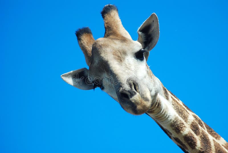 Giraffe looking down