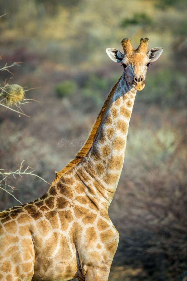 Giraffe looks into camera stock image. Image of mountains 66799297