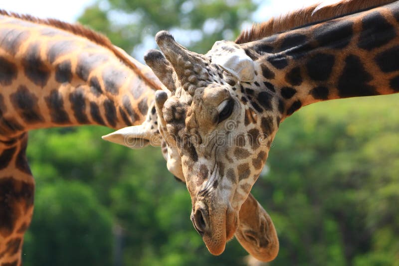 Giraffe love