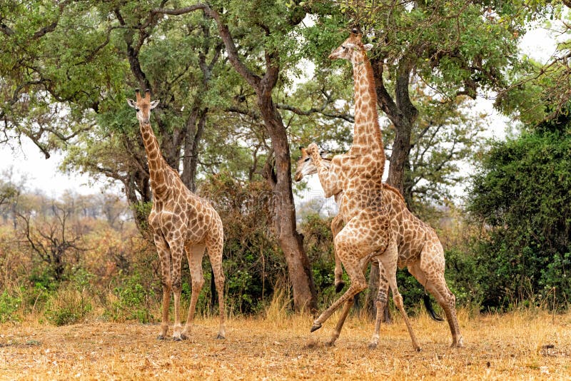 Giraffe Males Fighting in Kruger National Park Stock Image - Image of