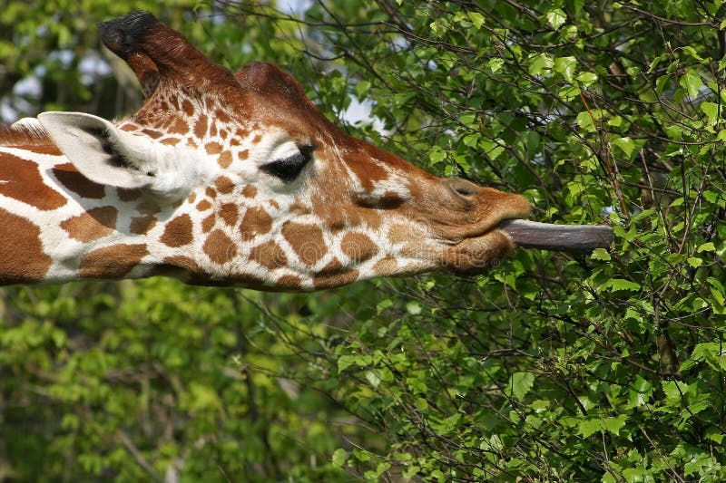Quel est le régime de la girafe