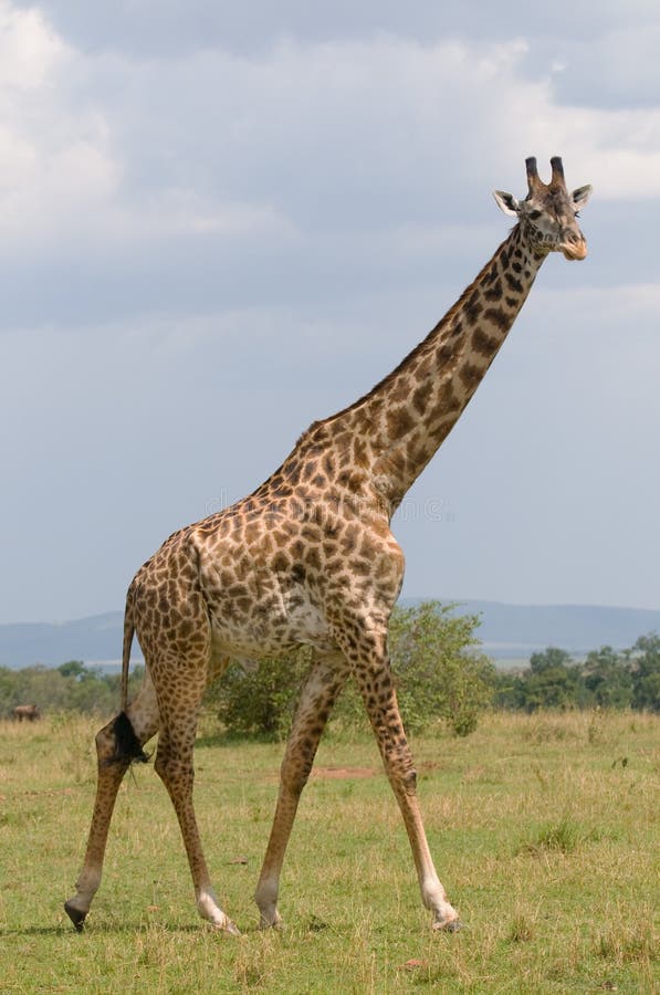 Giraffe, masai mara, kenya, animais selvagens de África