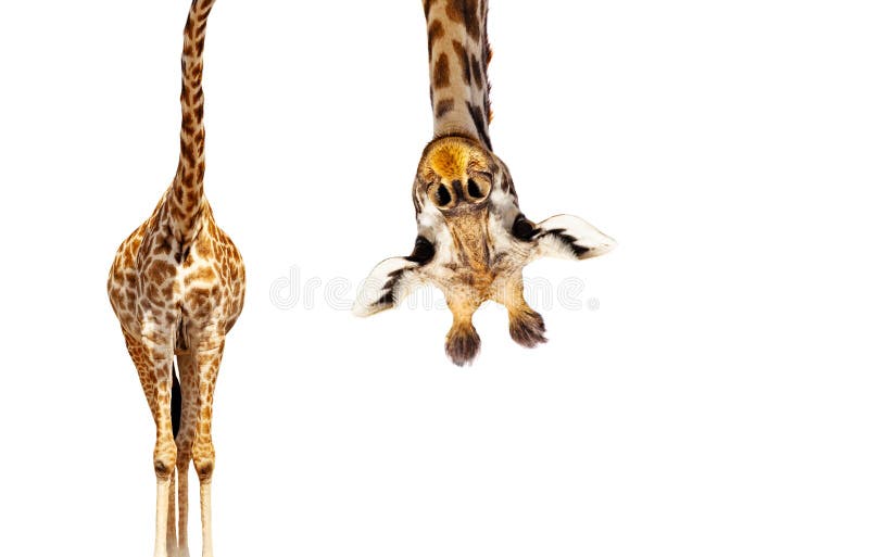 Giraffe mit langem Blick auf den Kopf auf Weiß