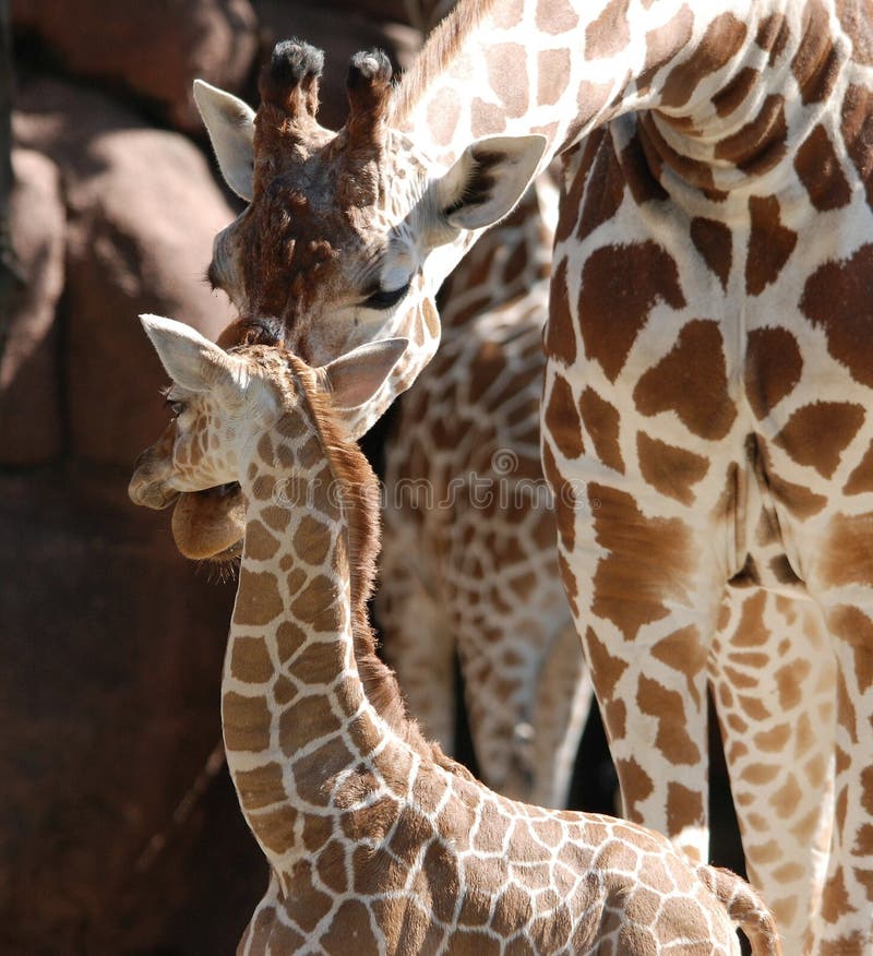 Giraffe Hug Stock Photos - Free & Royalty-Free Stock Photos from Dreamstime
