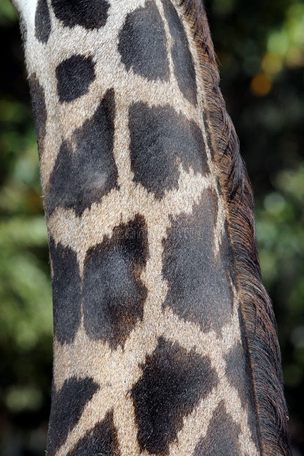 Giraffe Neck stock photo. Image of colour, mane, giraffe - 10981894