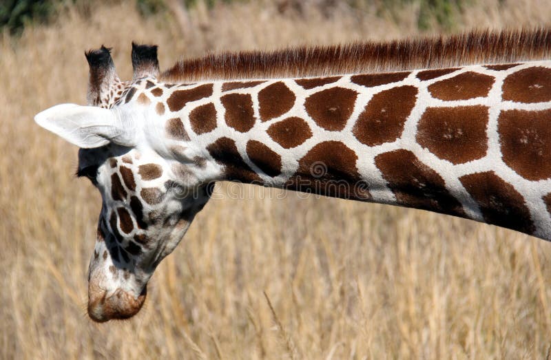 Giraffe Neck stock photo. Image of eyes, legs, safari - 14819842