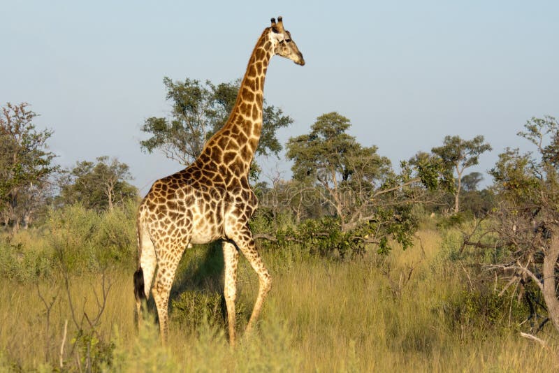 Giraffe in the Okavango Delta royalty free stock image
