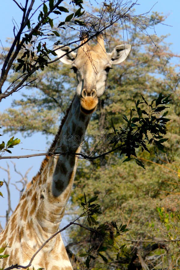 Giraffe in Okavango Delta, Botswana, Africa stock photo