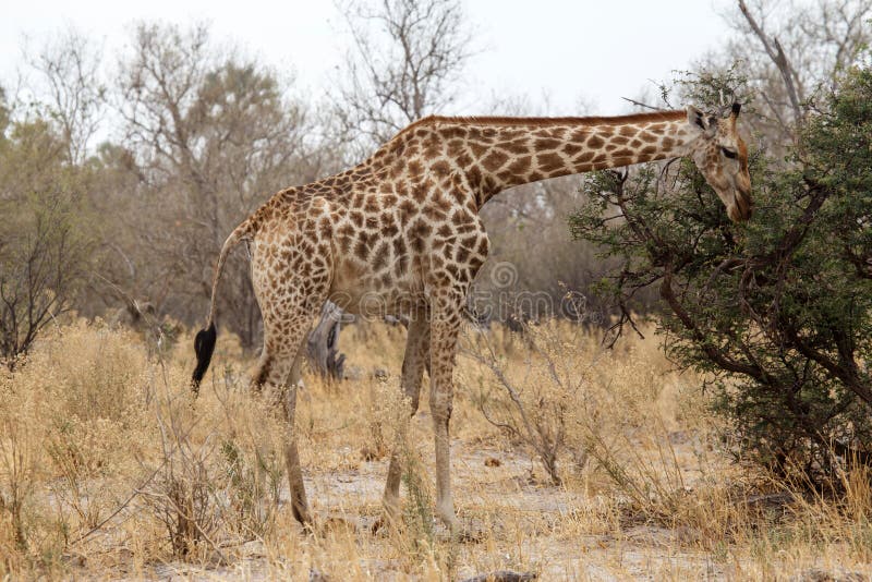 Giraffe at Okavango Delta - Moremi N. P. royalty free stock photo