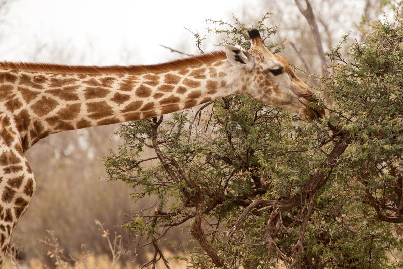 Giraffe at Okavango Delta - Moremi N. P. royalty free stock photo